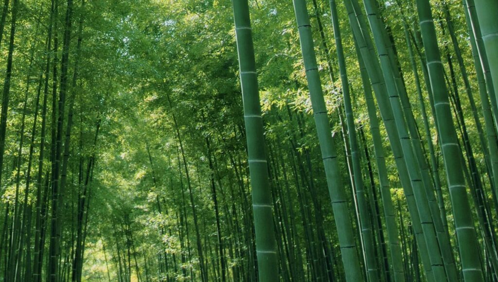 ⑤栃木・若竹の杜 若山農場：ムタ戦の場面