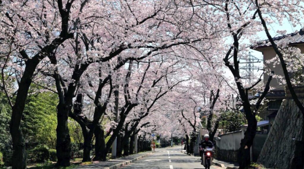 芦屋市涼風町（さくら参道）サクラが左折するシーン